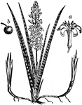 "Cordyline (Sansevieria) hyacinthoides. (a), flower; (b), fruit." -Whitney, 1911