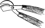 The florist and gardener use scissors with a curved blade for pruning, and a delicate pair for gathering flowers, and large shears, called pruning shears, for trimming hedge plants.