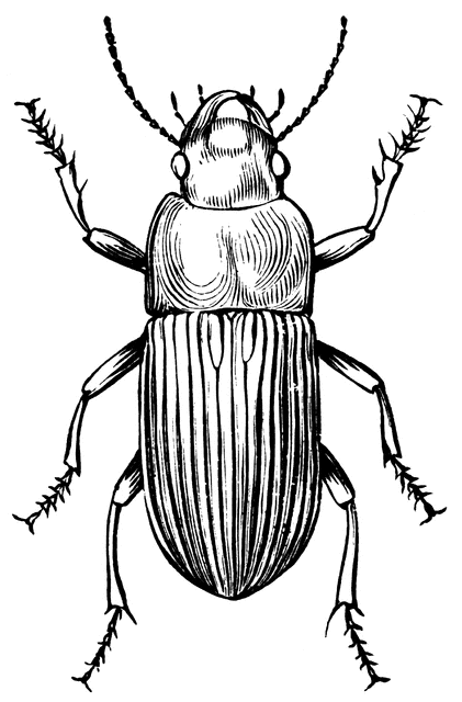 carabidae ground beetles