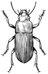 Ground beetles or carabids are collective terms for the beetle family Carabidae. This is a large family, with more than 40,000 species worldwide, approximately 2,000 of which are found in North America and 2,700 in Europe.
