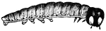 Illustration of a caterpillar.