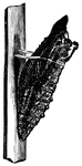 Illustration of a pupa attached to a wall. A pupa (Latin pupa for doll, pl: pupae or pupas) is the life stage of some insects undergoing transformation. The pupal stage is found only in holometabolous insects, those that undergo a complete metamorphosis, going through four life stages; embryo, larva, pupa and imago.