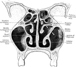 Coronal section through nasal fossae; anterior half of section viewed from behind.