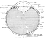 Diagram of a horizontal section through left eyeball and optic nerve.