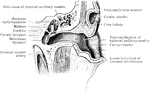 Vertical transverse section of right ear; anterior half of section, viewed from behind.