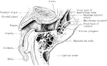 Horizontal section of right ear; upper half of section, viewed from below.