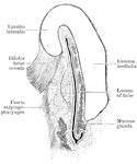 Transverse section of the cartilaginous part of the eustachian tube.