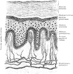 Vertical section of epidermis and papillae of corium.