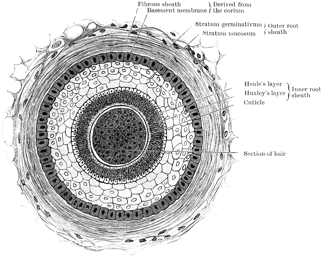 Transverse Section of Hair Follicle | ClipArt ETC