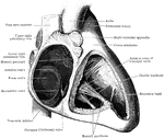 The cavities of the right auricle and right ventricle of the heart.
