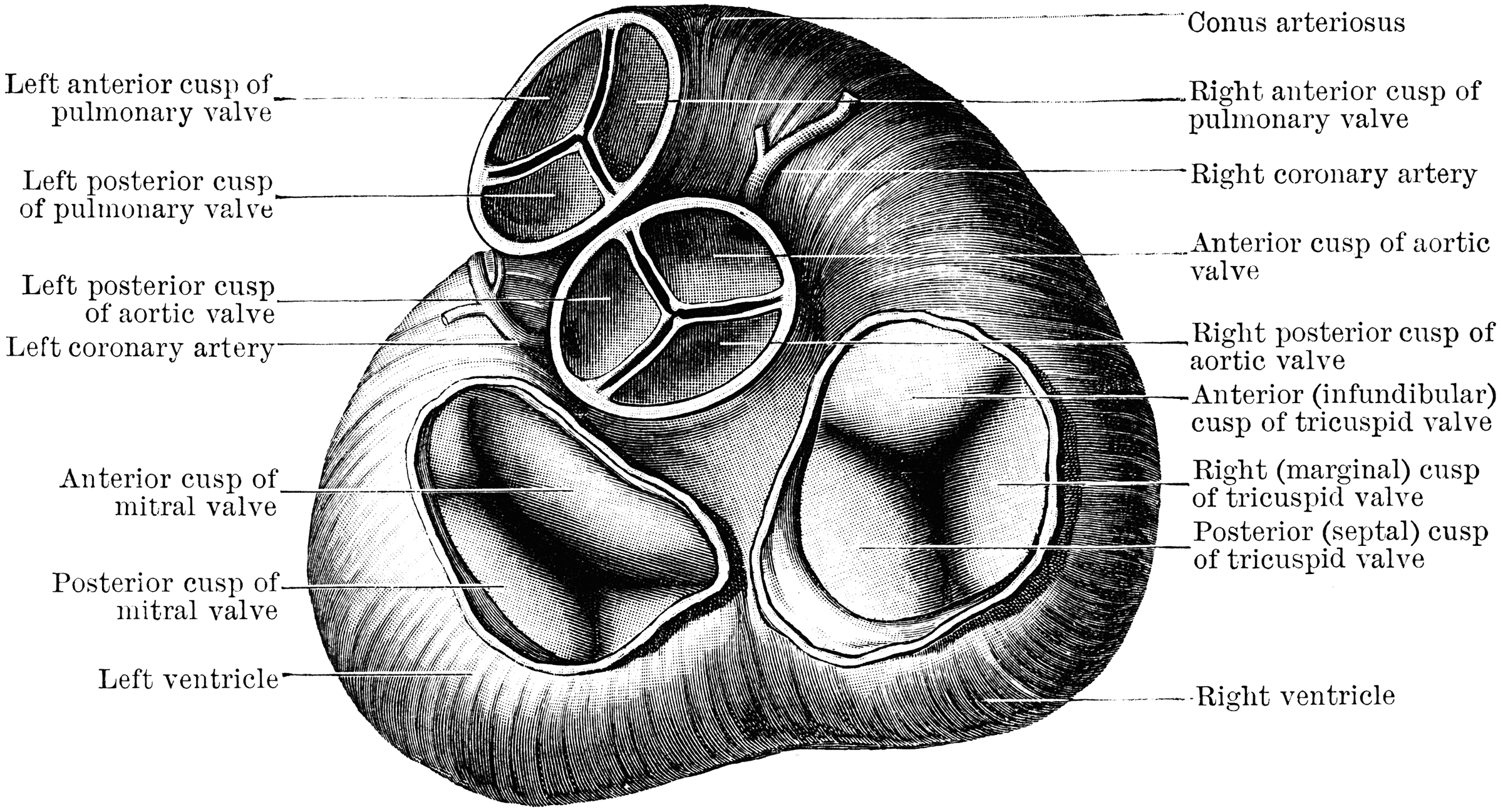 Ventricle of the Heart | ClipArt ETC