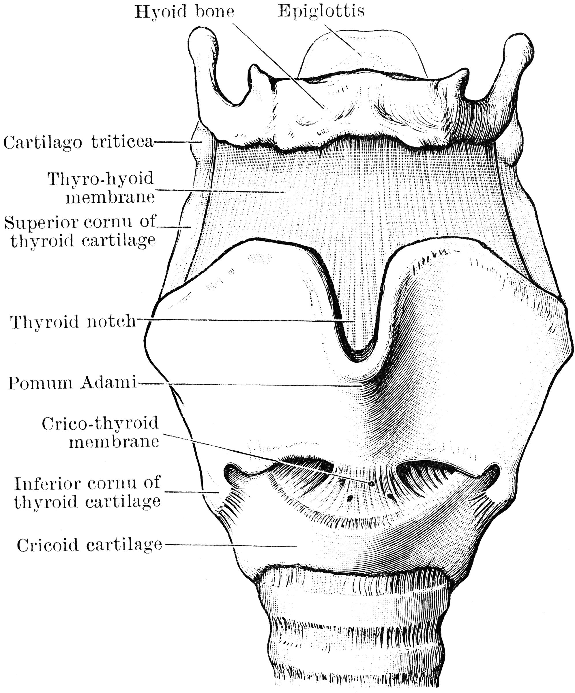 Cartilages and Ligaments of Larynx | ClipArt ETC