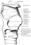 Profile view of the cartilages and ligaments of the larynx.
