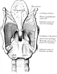 The cartilages and ligaments of the larynx as seen from behind.