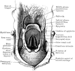 Superior aperture of larynx, exposed by laying open the pharynx from behind.