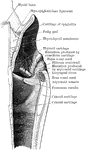 Mesial section through larynx, to show the outer wall of the right half.
