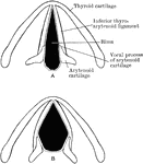 Diagram of rima glottidis. A, during ordinary easy breathing. B, widely opened.