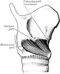 The cricothyroid muscle.