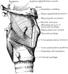 Dissection of the muscles in the lateral wall of the larynx. The right ala of the thyroid cartilage has been removed.