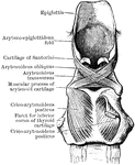 Dissection of the muscles in the posterior wall of the larynx.
