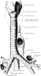 The trachea and bronchi. The thyroid body is indicated by a dotted line.