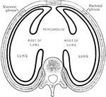 Diagram showing arrangement of pleural sacs, as seen in transverse section.
