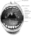 Open mouth showing palate and tonsils. It also shows the two palatine arches, and the pharyngeal isthmus through which the nasopharynx above communicates with the oral portion of the pharynx below.