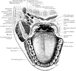 Horizontal section through mouth and pharynx at the level of the tonsils.