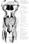 The anterior all of the pharynx with its orifices, seen from behind.