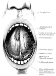 Open mouth with tongue raised, and the sublingual and apical glands exposed.