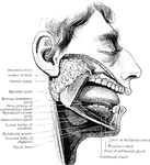 The salivary glands and their ducts.