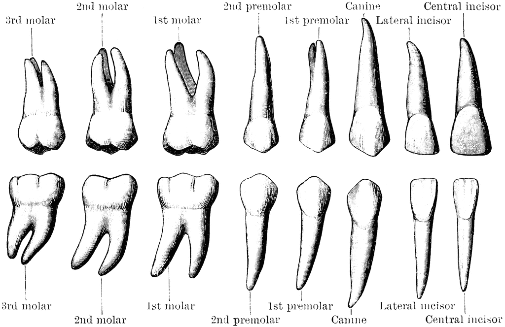 Permanent Teeth | ClipArt ETC diagram of teeth by number 