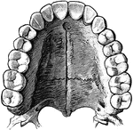 The upper permanent teeth.