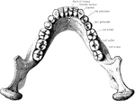 The lower permanent teeth, viewed from above.