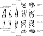 The temporary teeth of the left side. The masticating surfaces of the tow upper molars are shown above. In the second row the upper teeth are viewed from the outer or labial side. In the third row the lower teeth are shown in a similar manner; and below are the masticating surfaces of the two lower molars. In the specimen from which the first upper molar was drawn the two outer or buccal cusps were not distinctly separated, as is often the case.