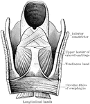 The lower part of the pharynx and the upper part of the esophagus have been slit up from behind, and the mucous membrane removed to show the muscular fibers. The two longitudinal bands are seen coming round to the front to be attached by a common tendon to the upper border of the cricoid cartilage.