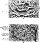 The mucous membrane of the stomach. A, Natural size. B. Magnified. In A the rugae and the mammilated surface are shown. In B the gland mouths, with gland tubes leading off from some of them, and the ridges separating the mouths are seen.