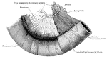 A portion of the intestine, with mesentery and vessels. The peritoneal coat has been removed from the right half, and the two layers of the muscular coat exposed.