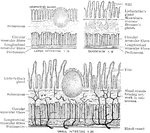 Diagram to show the structure of the small and large intestine and duodenum.