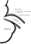 Diagrammatic Section through the junction of the ileum with caecum, to show the formation of the ileocaecal valve.