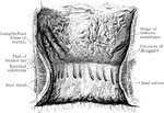 The interior of the anal canal and lower part of the rectum. Showing the column of Morgagni and the anal valves between their lower ends. The columns were more numerous in this specimen than usual.
