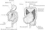Two diagrams to illustrate the development of the mesenteries. In the first figure the rotation of the intestinal loop and the continuous primitive mesentery is shown. In the second figure (to the right), which shows a more advances stage, the portions of the primitive mesentery (going to the ascending and descending colons) which disappear through their adhesion to the posterior abdominal wall, are shaded dark, the portions which persist are lightly shaded.