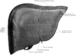 The liver from the front, showing the superior, right, and anterior areas of the parietal surface.