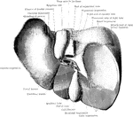 The liver from the below and behind, showing the whole of the visceral surface and the posterior area of the parietal surface. The portal fissure has been slightly opened up to show the vessels passing through it; the other fissures are represented in their natural condition-closed. In this liver, which was hardeded in situ, the impressions of the sacculations of the colon were distinctly visible at the colic impression. The round ligament and the remains of the ductus venosus are hidden in the depths of their fissures.