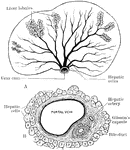 A diagram to illustrate the structure of the liver. A, arrangement of liver lobules around the sublobular branches of the hepatic vein; B, Section of portal canal, showing its contained branches of the portal vein, hepatic artery, and bile duct, surrounded by prolongation of Glisson's capsule.