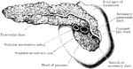The pancreas and duodenum from behind, with the pancreatic duct exposed. The superior mesenteric vessels are also shown in section, passing forward, surrounded by the recurved portion of the head of the pancreas.