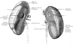 The kidneys viewed from behind. The dotted lines mark out the areas contact with the various muscle forming the posterior abdominal wall. Labels: a, depression corresponding to the transverse process of the first lumbar vertebrae; b, depression corresponding to the transverse process of the second lumbar vertebrae; c, depression corresponding to the twelfth rib.
