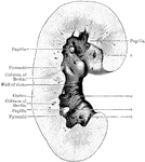 Longitudinal section through the kidney. The vessels and fat have been removed to give a view of the wall of the kidney sinus. The points where the vessels enter the kidney sinus are seen as little holes in the sinus wall at a and elsewhere.