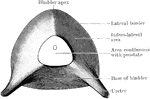 The under aspect of the empty male bladder from a subject in which the viscera has been hardened in situ. The prostate has been severed from the bladder, and the white area in the drawing indicates the position where the two structures were continuous.