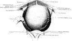 View looking into the pelvis from above and somewhat behind. The bladder has been artificially distended.